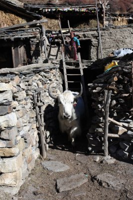 Manaslu Circuit, Nov 2014