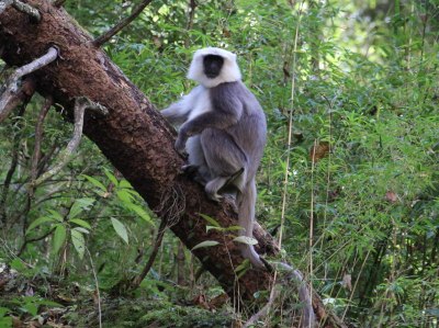 Nepal Gray Langur, Manaslu Circuit, 2014