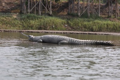 Chitwan National Park, Nov 2014