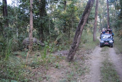 Rhino, Chitwan National Park, Nov 2014