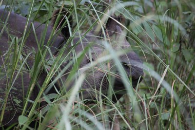 Rhino, Chitwan National Park, Nov 2014